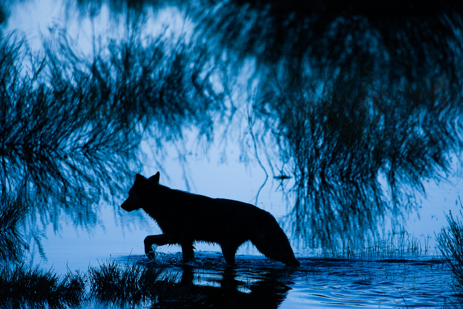 Black wolf makes his morning rounds through the shadows within the marsh lands.   This wolf is known to be a loner of the pack...