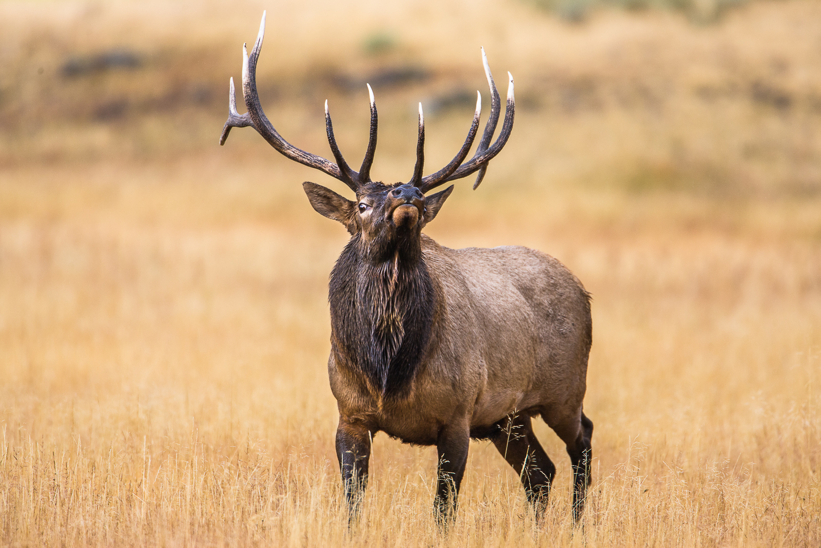 Warding off all those that come to close.  This bull elk is extra sensitive during the rut season of autumn as he protects his...