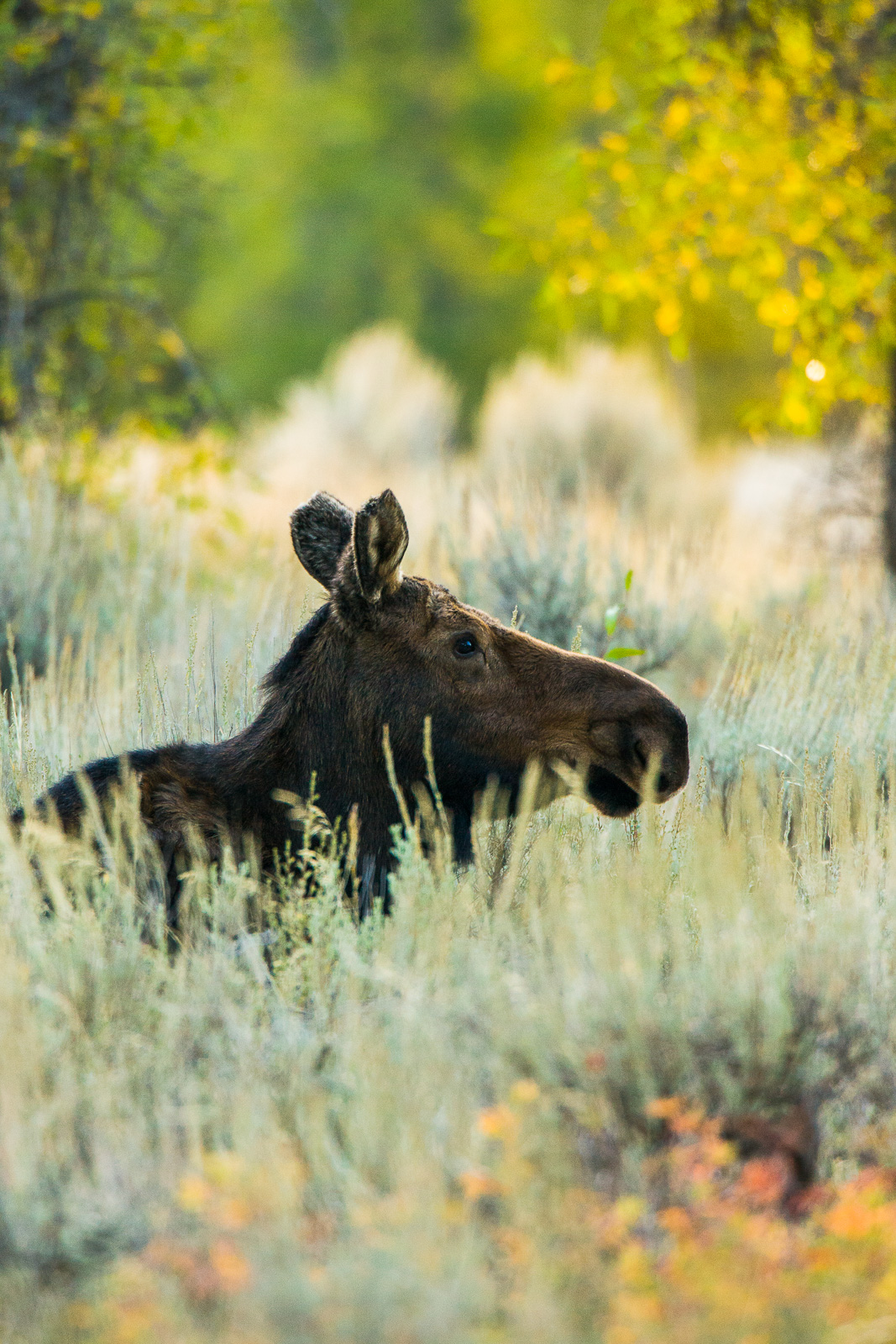 Mother moose relaxes in the shade of cottonwood trees among sage brush.   Autumn in the Grand Teton's brings a variety of beautiful...