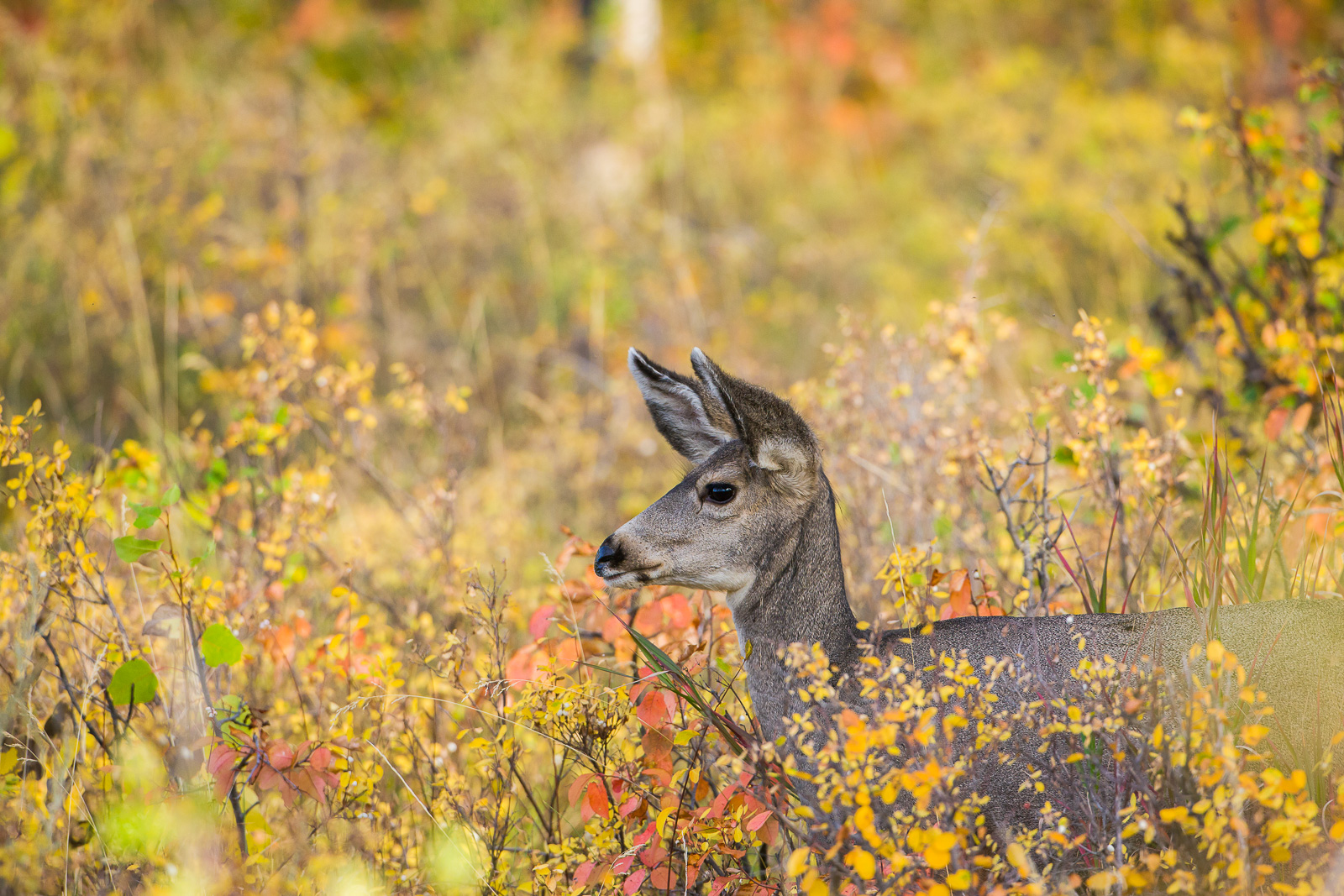 A mule deer of Grand Teton National Park finds a colorful spot to search for food during the autumn season.