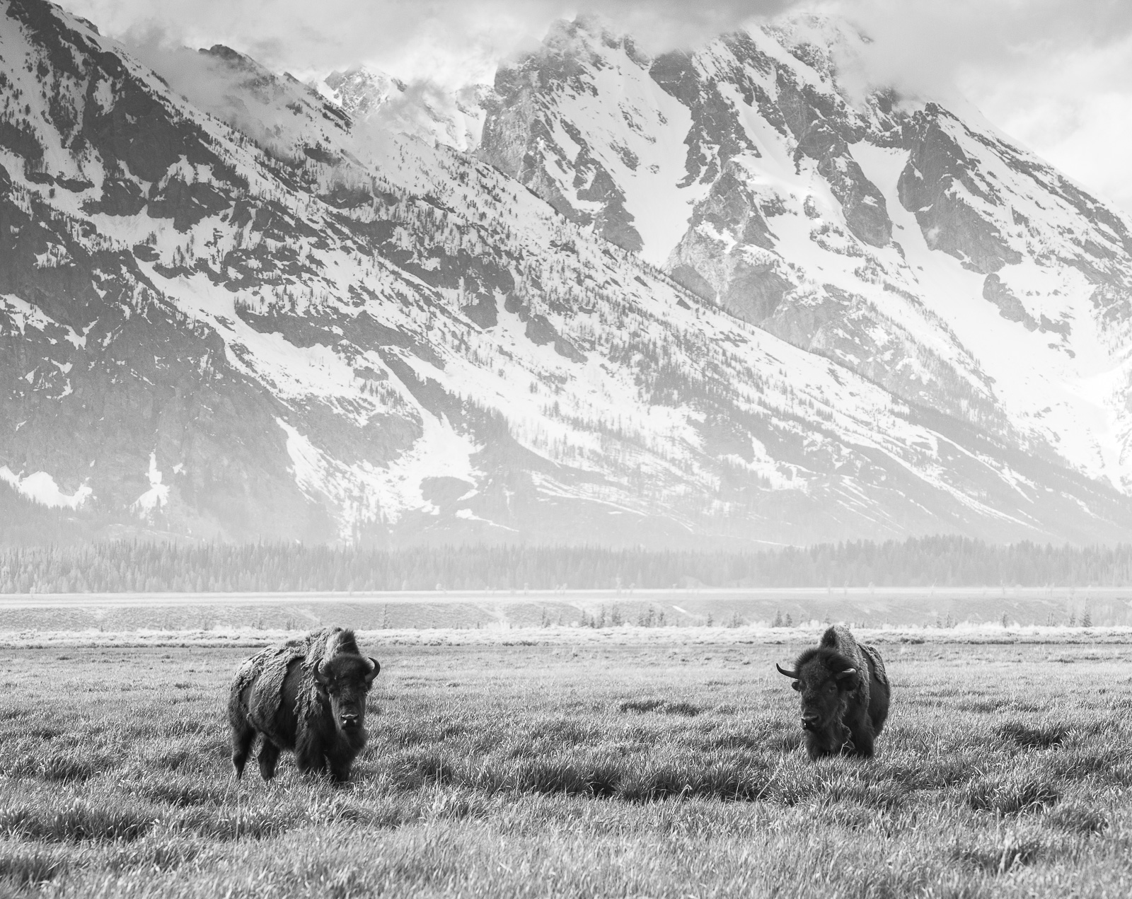 These two are most likely ancestors of the 1968 great Bison jailbreak from a short lived wildlife park experiment in the Grand...