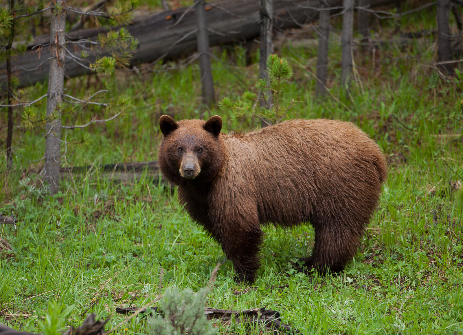 One moment of stillness is all you get from this shy brown bear.