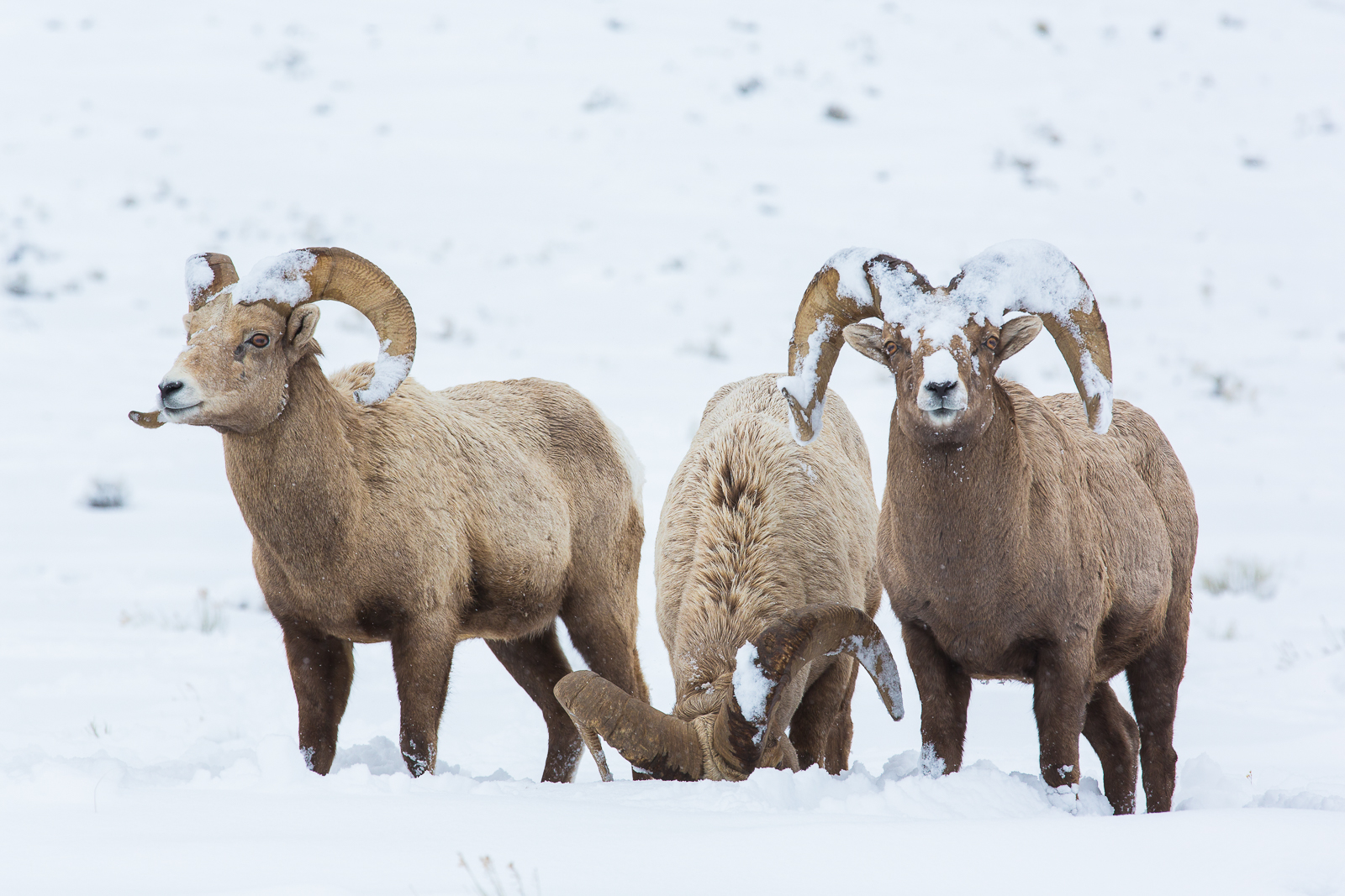 Hunting for valuable nutrients through winter's snowy blanket these rams survive the elements.
