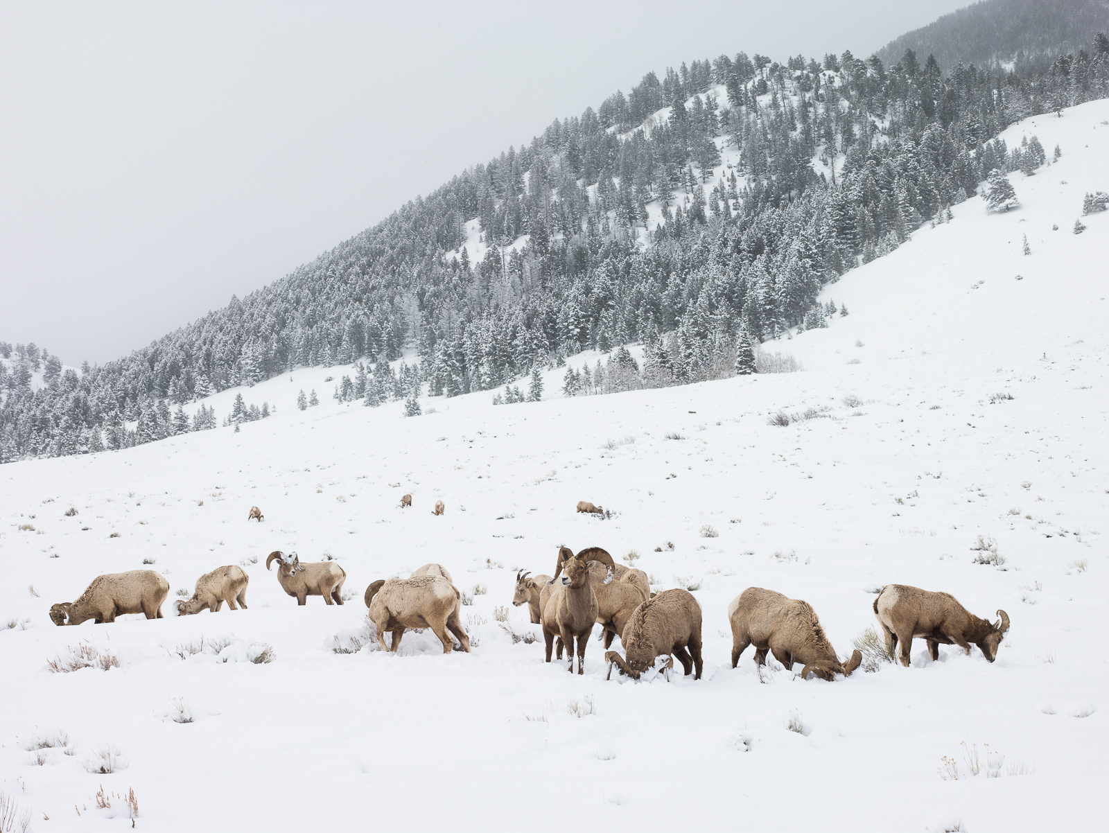 Herd of Big Horned sheep push their heads into the snow as they feed on prairie grasses.