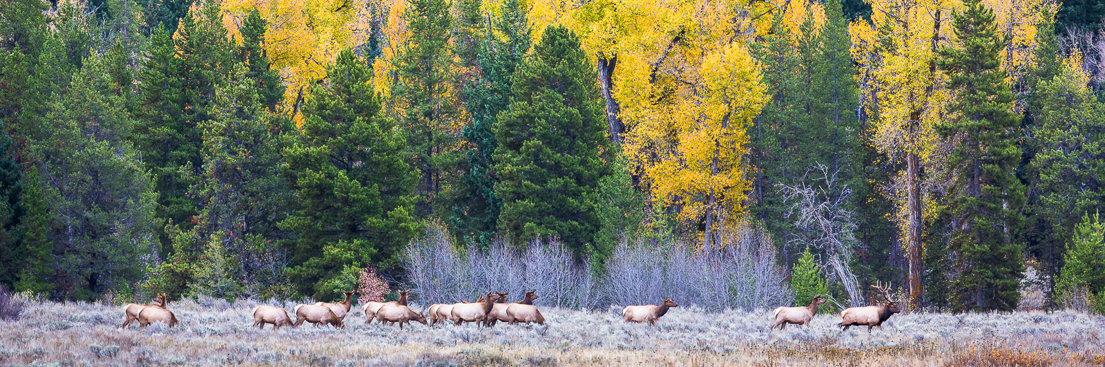 With the bull at front this herd of elk begins their daily journey from the grasslands to the woods for safer territory during...