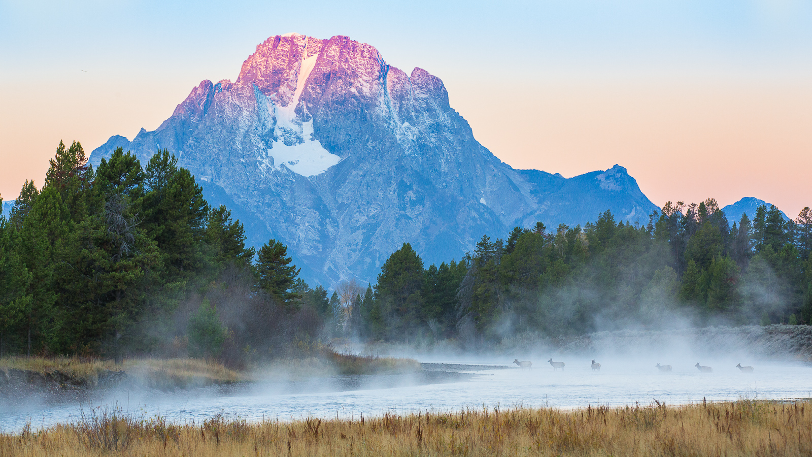 Each morning a few elk herds make the pilgrimage across the Snake River for the safety of the woods. The young may need to swim...