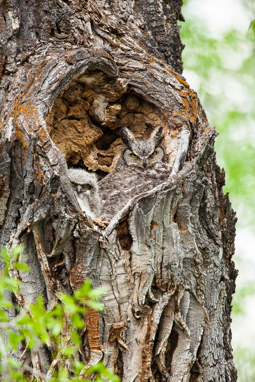 Cottonwood offers a heart shaped home for this baby and mother Great Horned Owl.