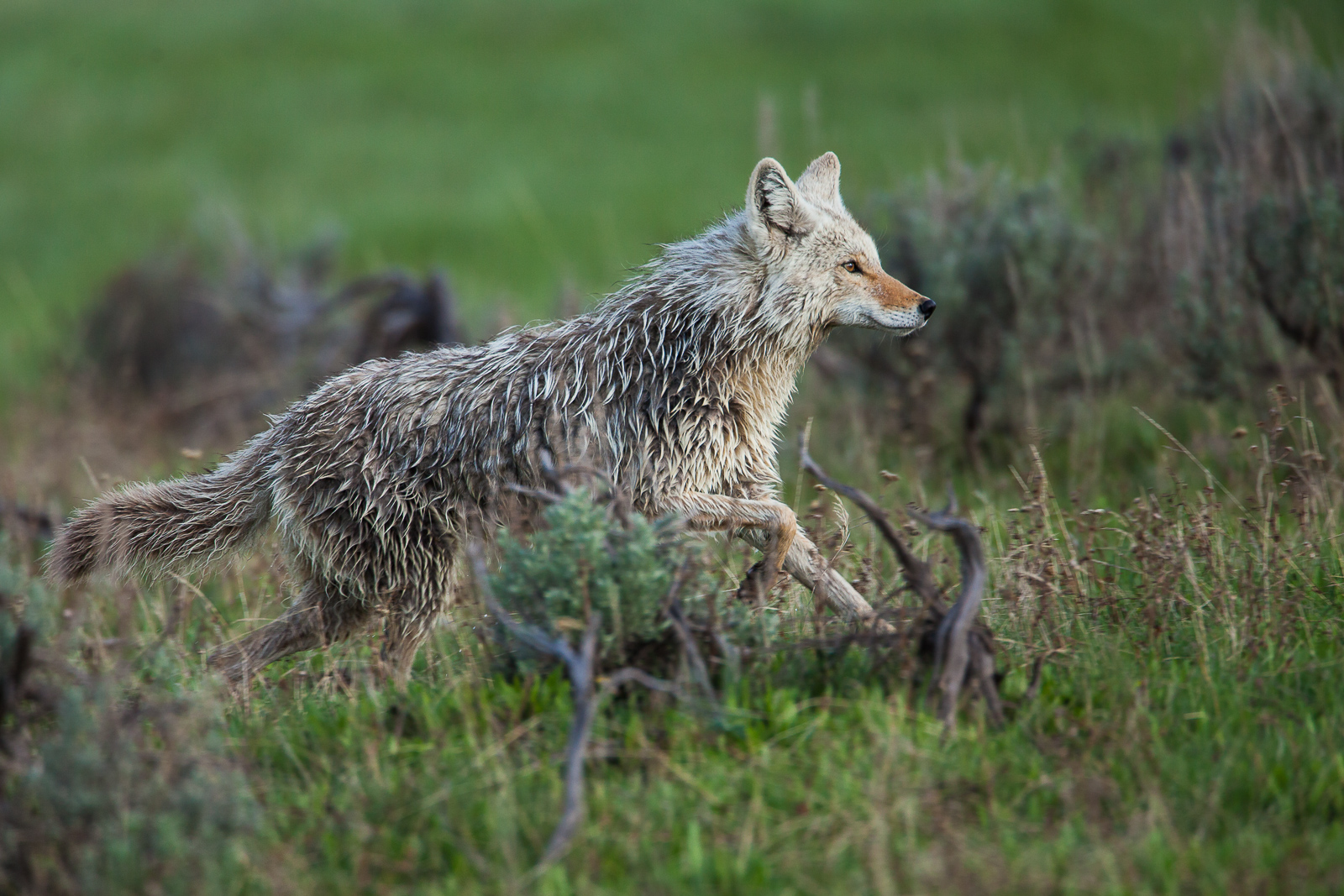 Coyote on the prowl during the early morning within Hayden Valley. This one moves quickly after crossing the Yellow River. The...