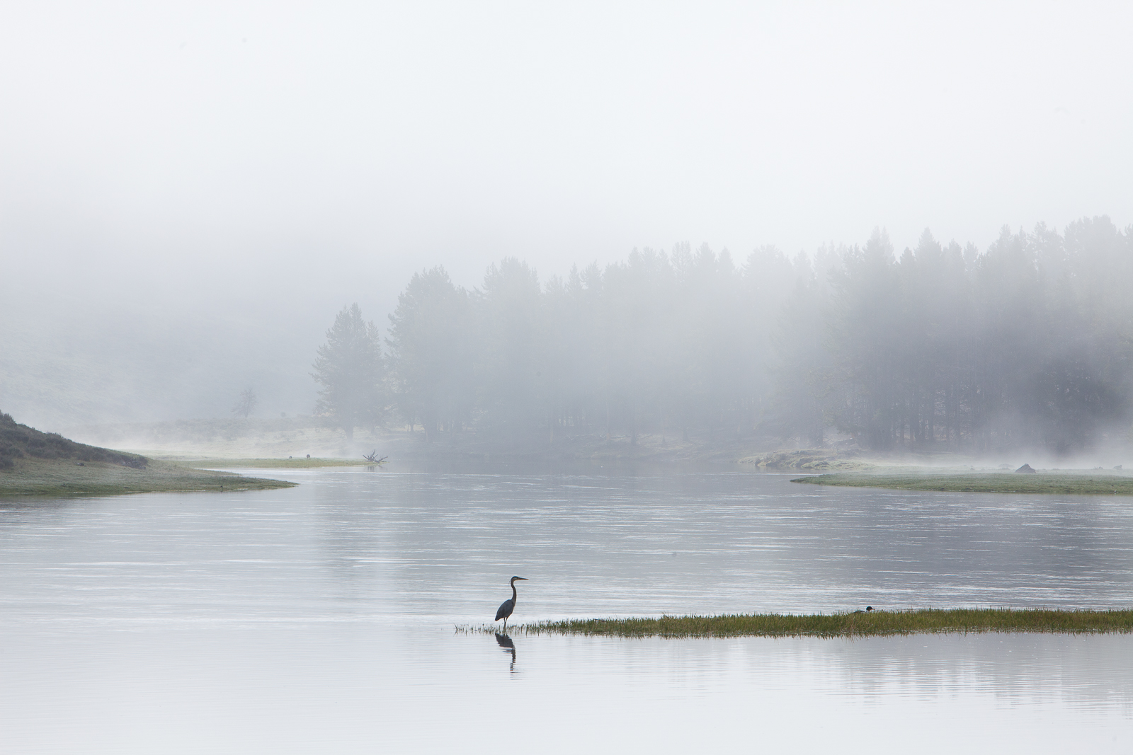 Perched on the edge of the Yellowstone River this Great Blue Heron searches for breakfast.  A moment of tranquility.