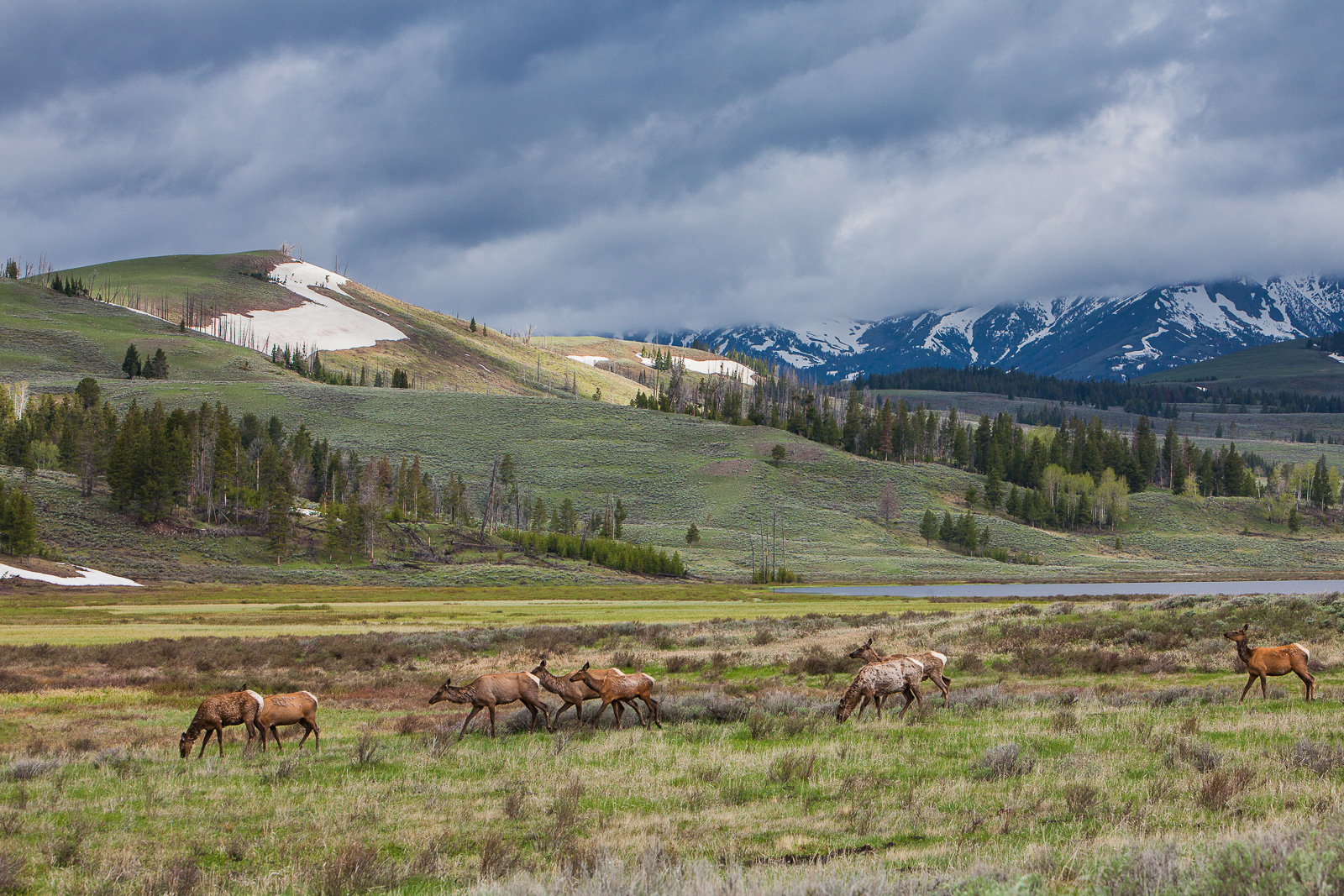 Elk herd passes near Swan Lake.  There is always more safety in numbers.