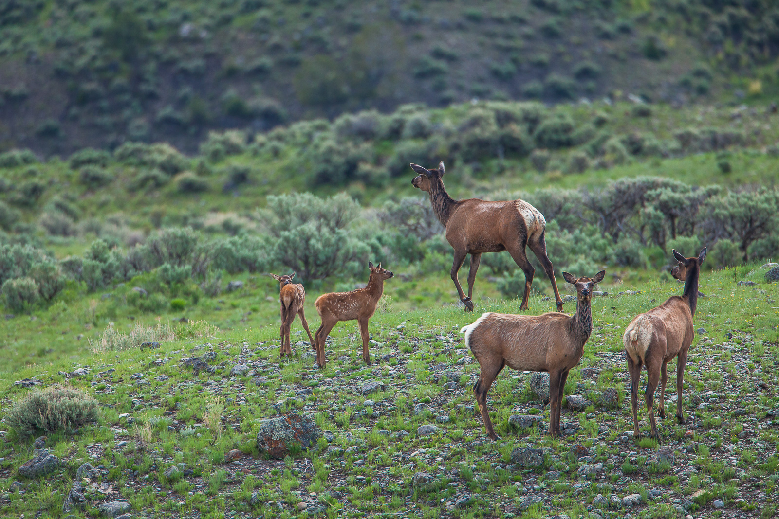 Mammoth area of Yellowstone National Park sometimes seems to act as a nursery.   It not uncommon to find small groups of families...