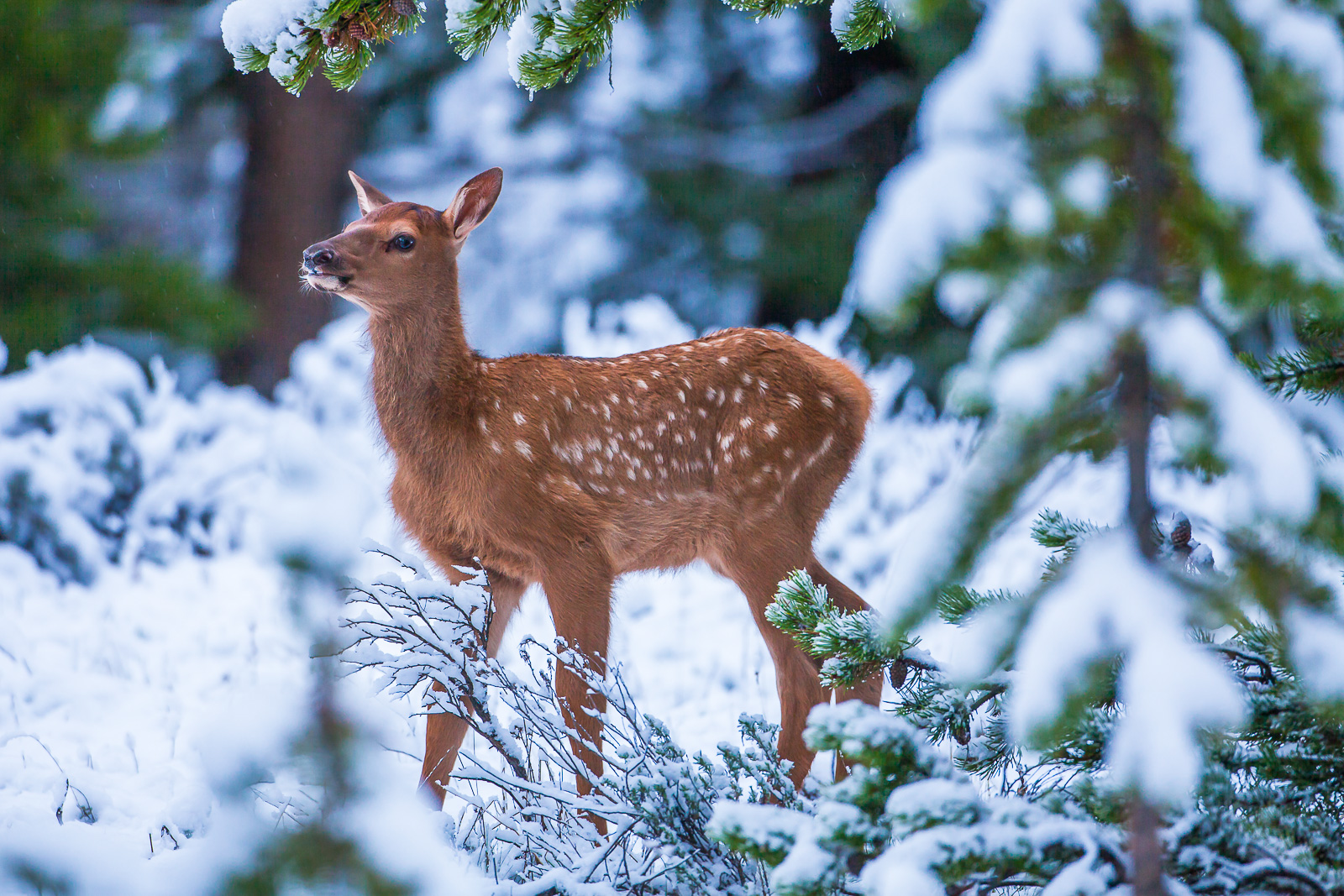 This young spotted calf elk stays in its hiding spot.   Mother elks will often look for a safe haven for their young to stay...