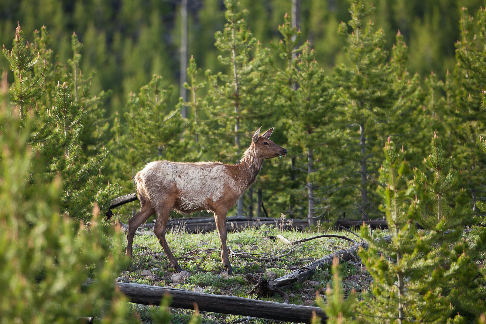 This elk sheds her winter coat during the warm spring days.  Summer elk populations range from 10,000 - 20,000 but primarily...