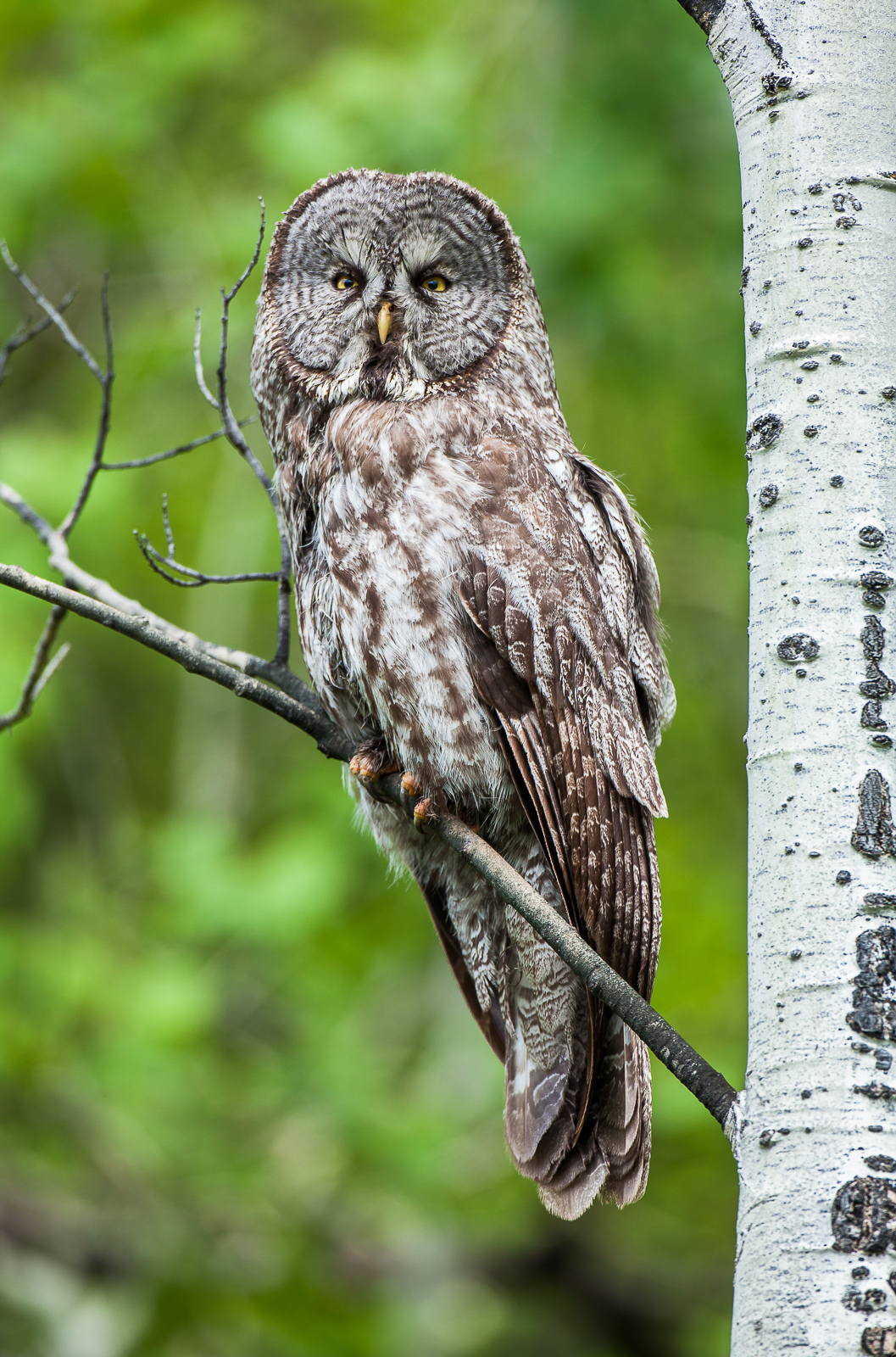 Great Gray Owl briefly perches on a Aspen branch during his rounds.