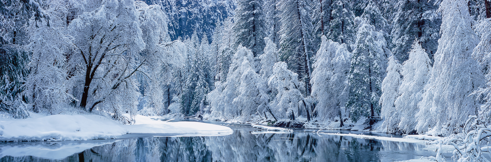 When it snows at Yosemite it is magical. Along the Merced River trees bend from the weight of the heavy snow.